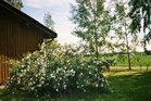 Keäpäiville Sarvikuuttiin